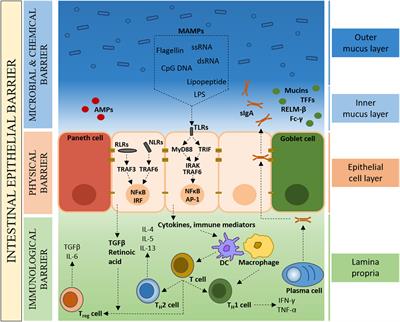 Bacterial Signaling at the Intestinal Epithelial Interface in Inflammation and Cancer